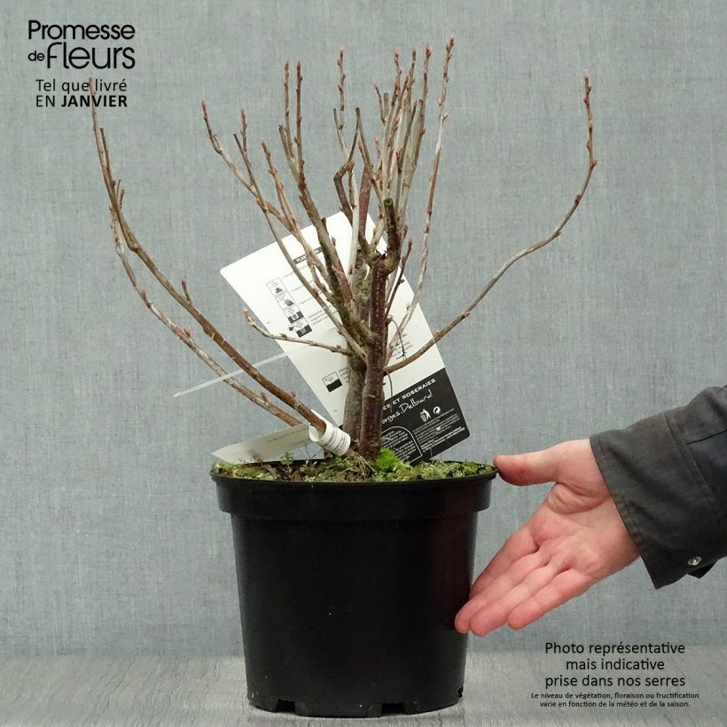 Spécimen de Cassissier Noir de Bourgogne Pot de 4L/5L tel que livré en hiver