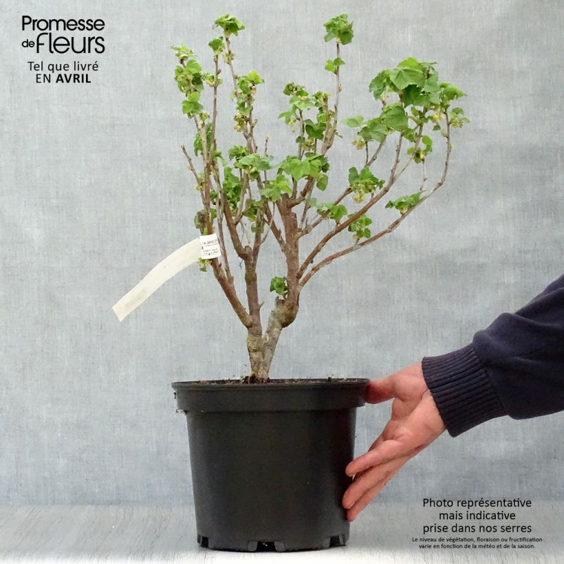 Spécimen de Cassissier Noir de Bourgogne Pot de 4L/5L tel que livré au printemps