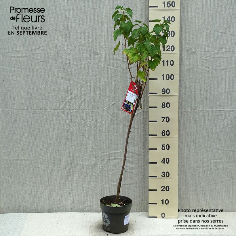 Spécimen de Cassissier Ojebyn - Ribes nigrum Pot de 6L/7L, Tige de 40 cm tel que livré en automne