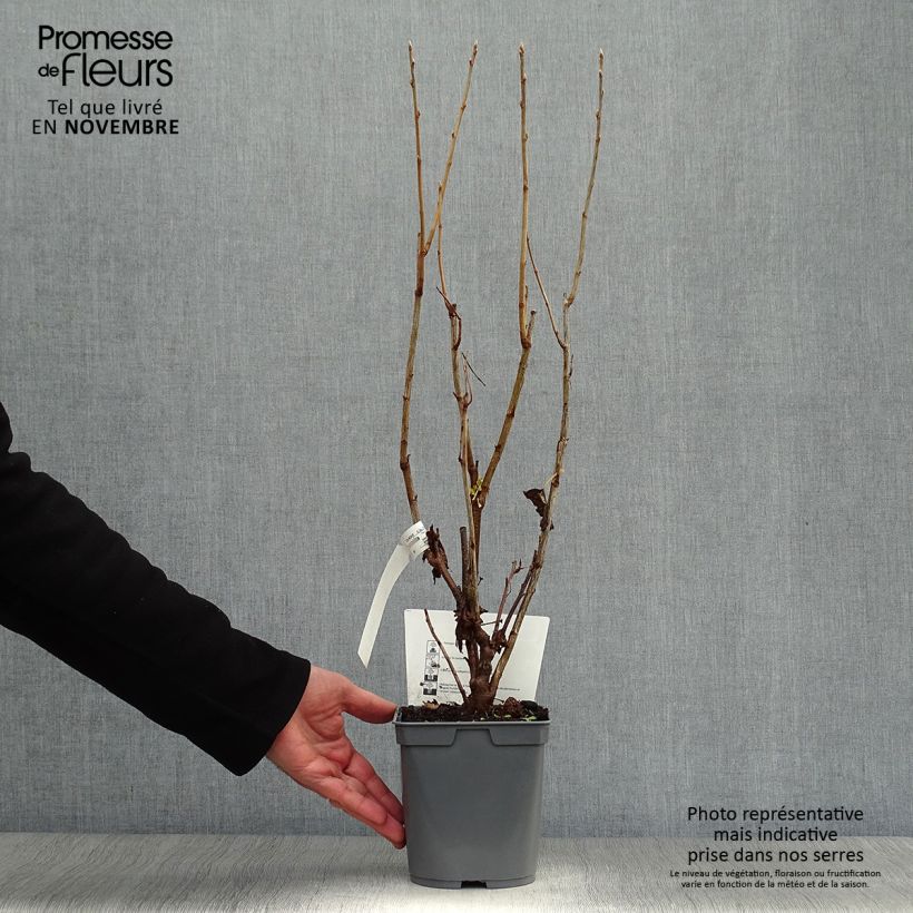Spécimen de Cassissier Perles d'Auvergne - Georges Delbard Pot de 2L/3L, Buisson tel que livré en automne