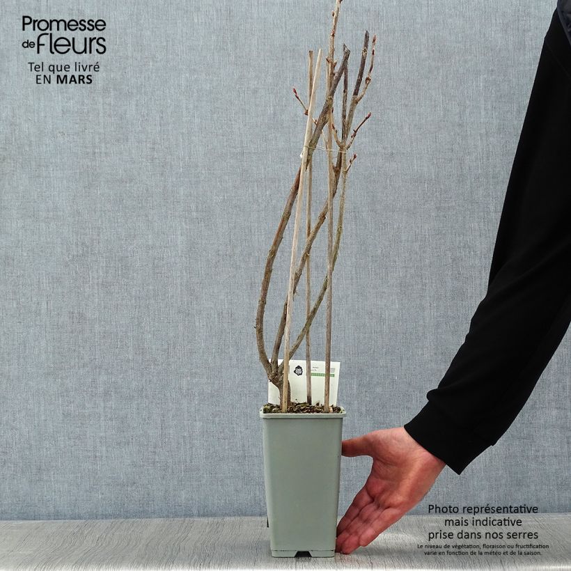 Spécimen de Cassissier Titania Pot de 1,5L/2L, Buisson tel que livré en hiver
