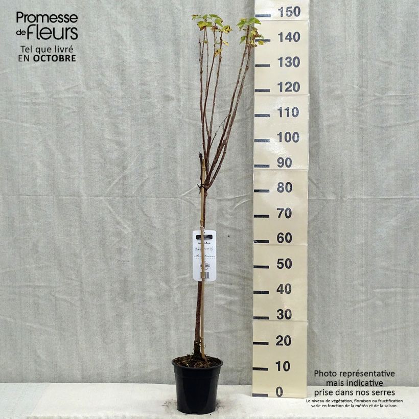 Spécimen de Cassissier Titania Pot de 1,5L/2L, Tige de 90cm tel que livré en automne