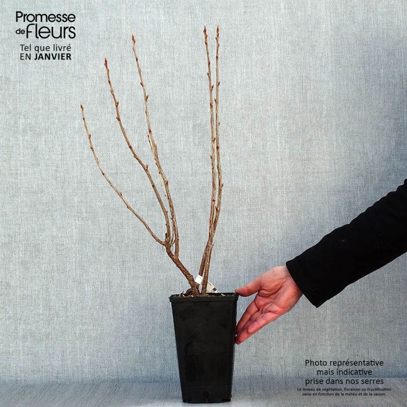 Spécimen de Cassissier Troll - Ribes nigrum Pot de 2L/3L, Buisson tel que livré en hiver