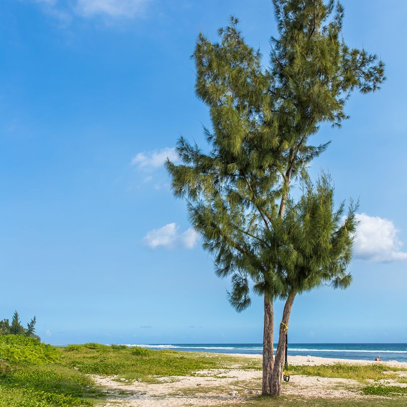 Casuarina equisetifolia - Filao, Pin australien (Port)