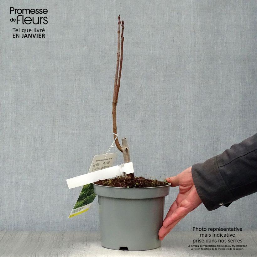 Spécimen de Catalpa bignonioides Aurea - Catalpa doré Pot de 2L/3L tel que livré en hiver