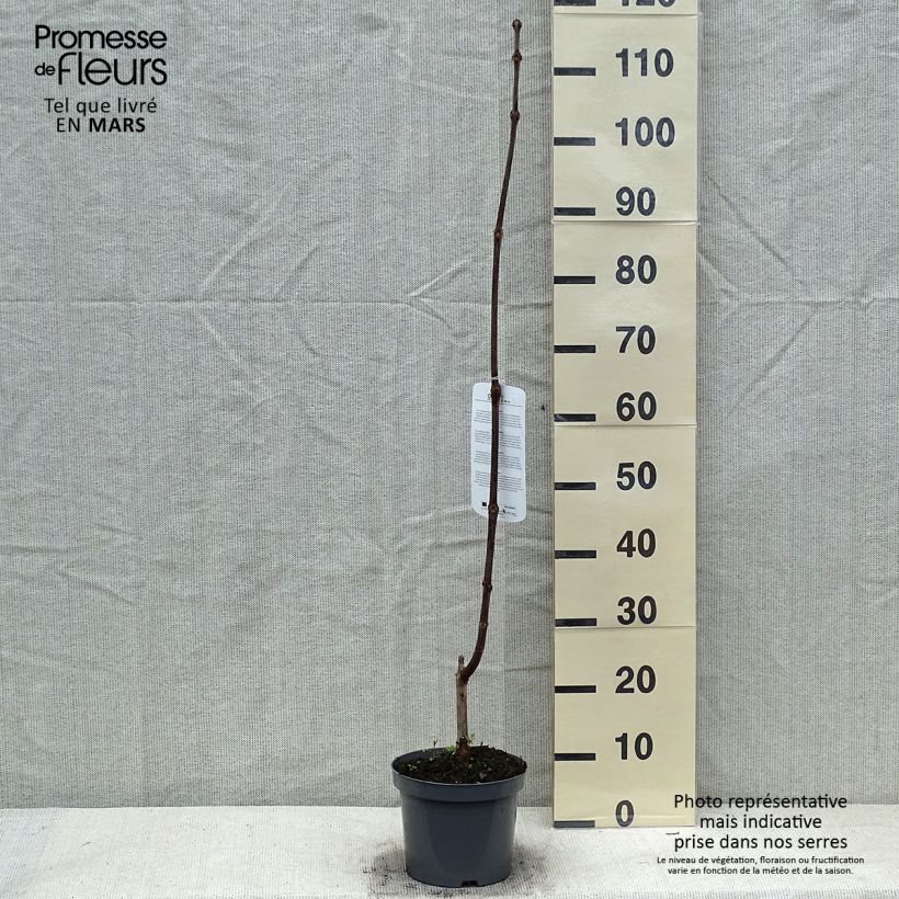 Spécimen de Catalpa erubescens Purpurea - Catalpa pourpre Pot de 3L/4L tel que livré en hiver