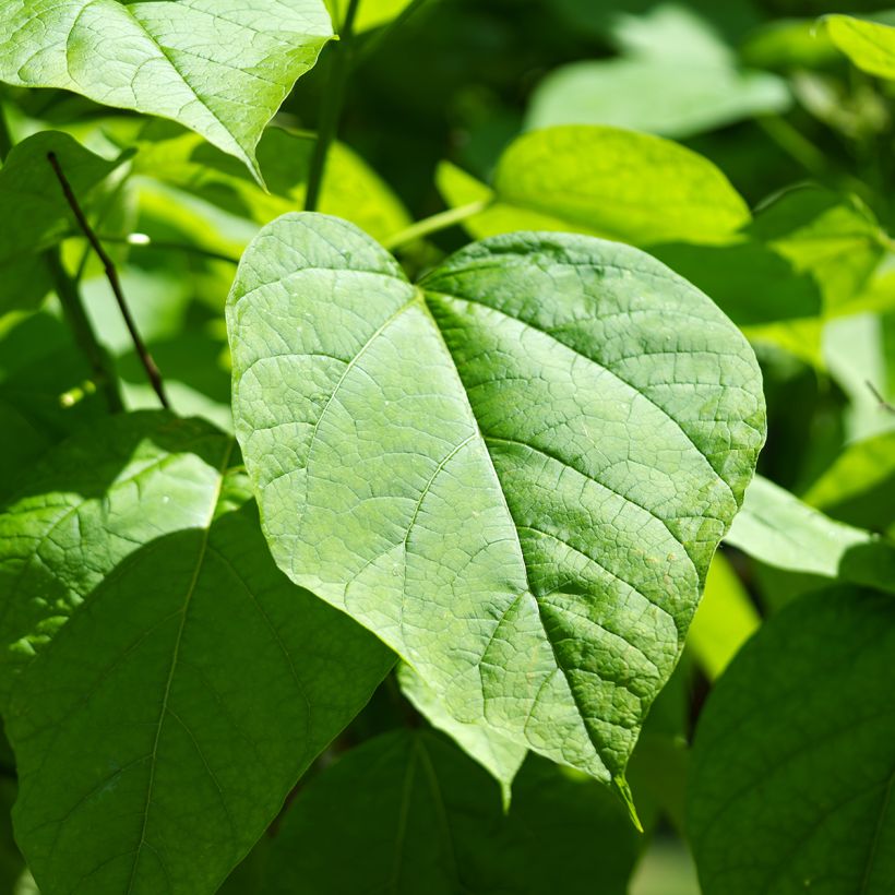 Graines de Catalpa commun - Catalpa bignonioides (Feuillage)