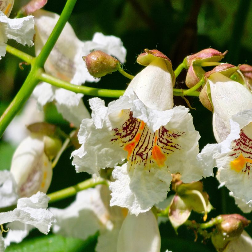 Graines de Catalpa commun - Catalpa bignonioides (Floraison)
