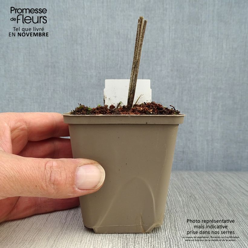 Spécimen de Catananche caerulea Alba - Cupidone blanche Godet de 8/9 cm tel que livré en automne