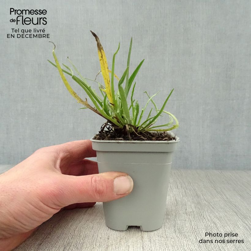 Spécimen de Catananche caerulea Alba - Cupidone blanche Godet de 8/9 cm tel que livré en hiver