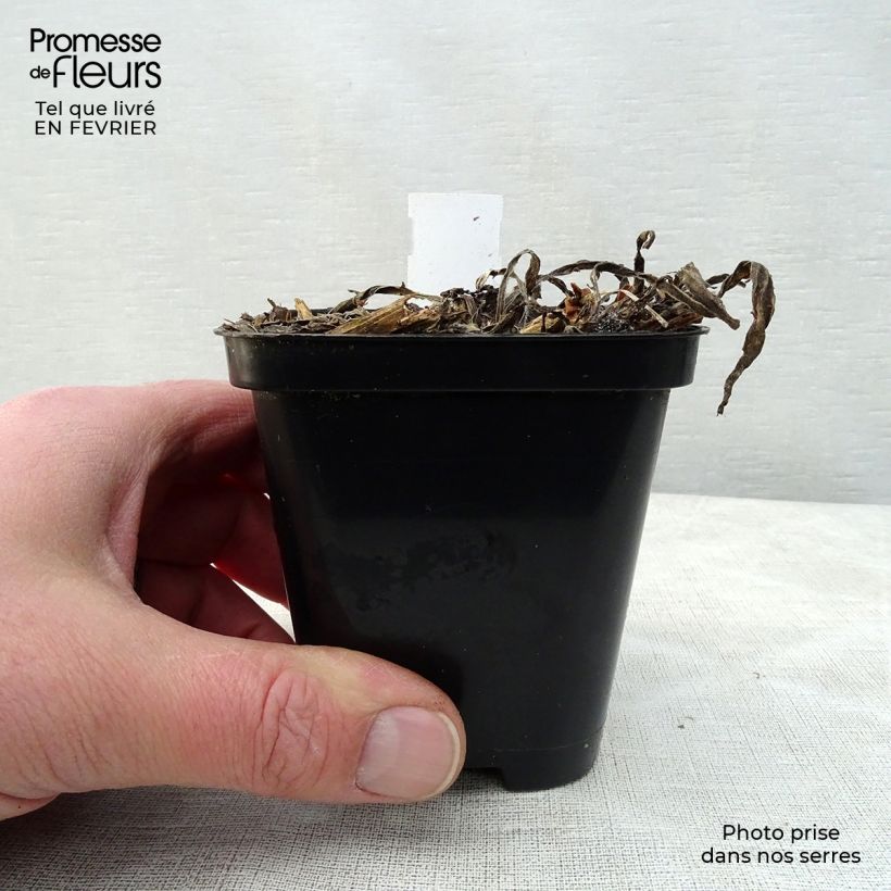 Spécimen de Catananche caerulea - Cupidone Godet de 7/8 cm tel que livré en hiver