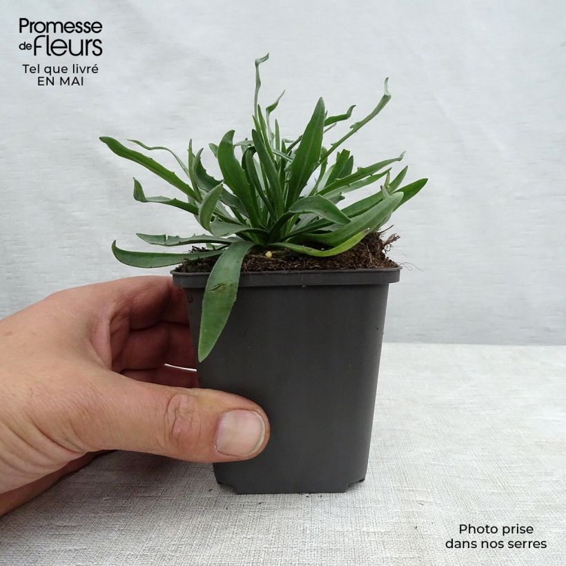 Spécimen de Catananche caerulea - Cupidone Godet de 7/8 cm tel que livré au printemps