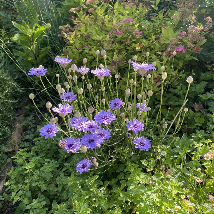 Catananche caerulea - Cupidone (Port)