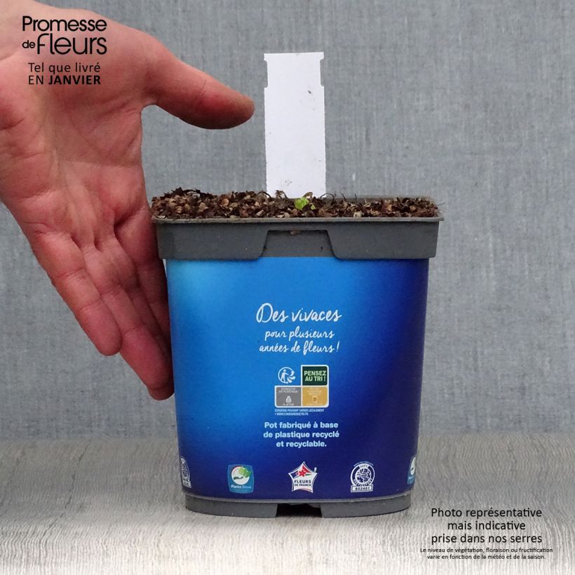 Spécimen de Catananche caerulea - Cupidone Pot de 2L/3L tel que livré en hiver