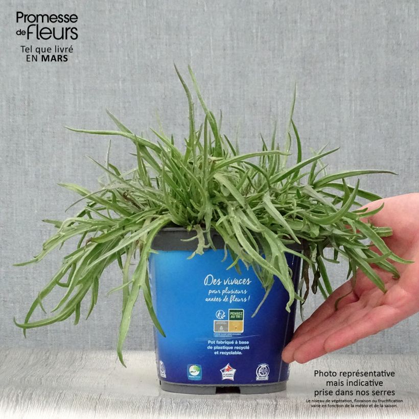 Spécimen de Catananche caerulea - Cupidone Pot de 2L/3L tel que livré au printemps