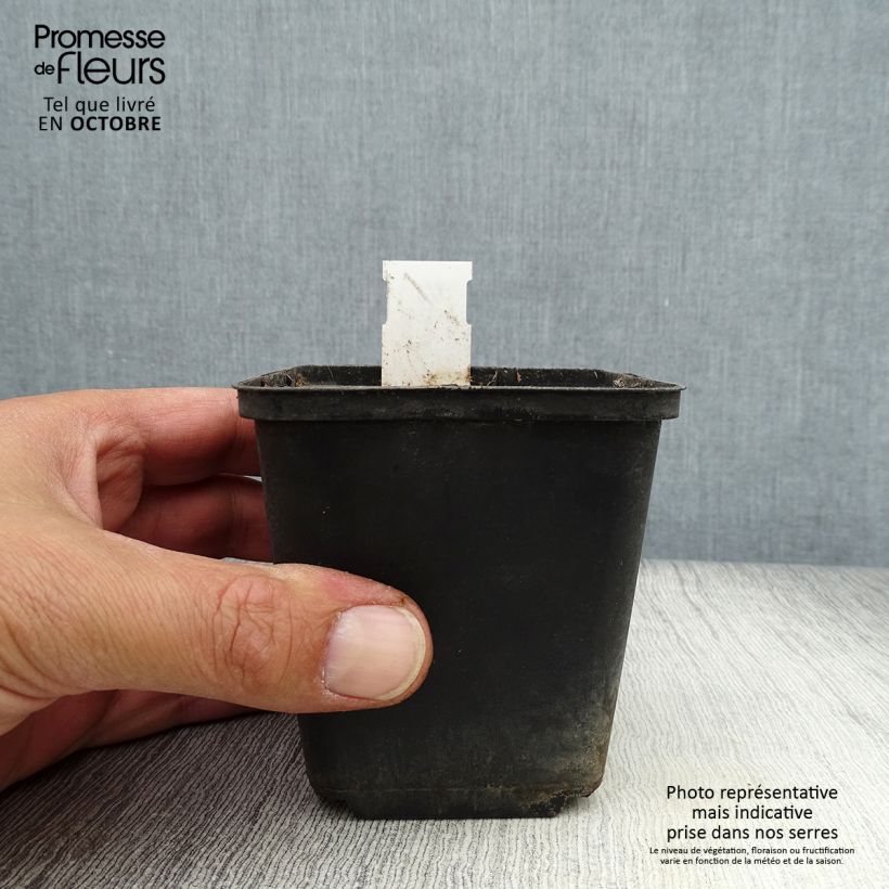 Spécimen de Caulophyllum thalictroides Godet de 8/9 cm tel que livré en automne