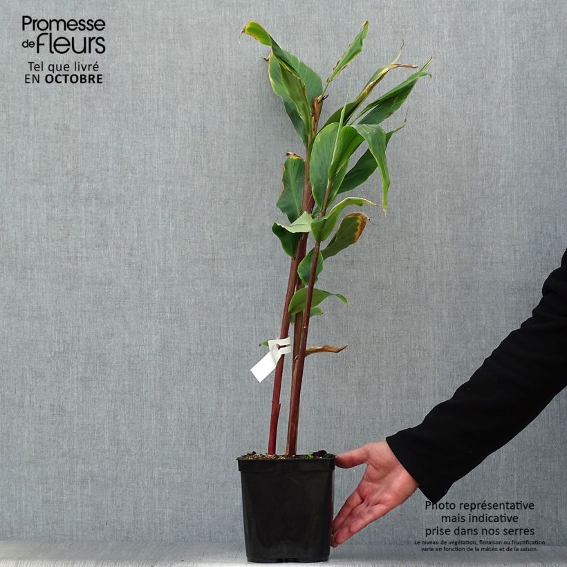 Spécimen de Cautleya spicata Robusta - Gingembre de l'Himalaya Pot de 2L/3L tel que livré en automne