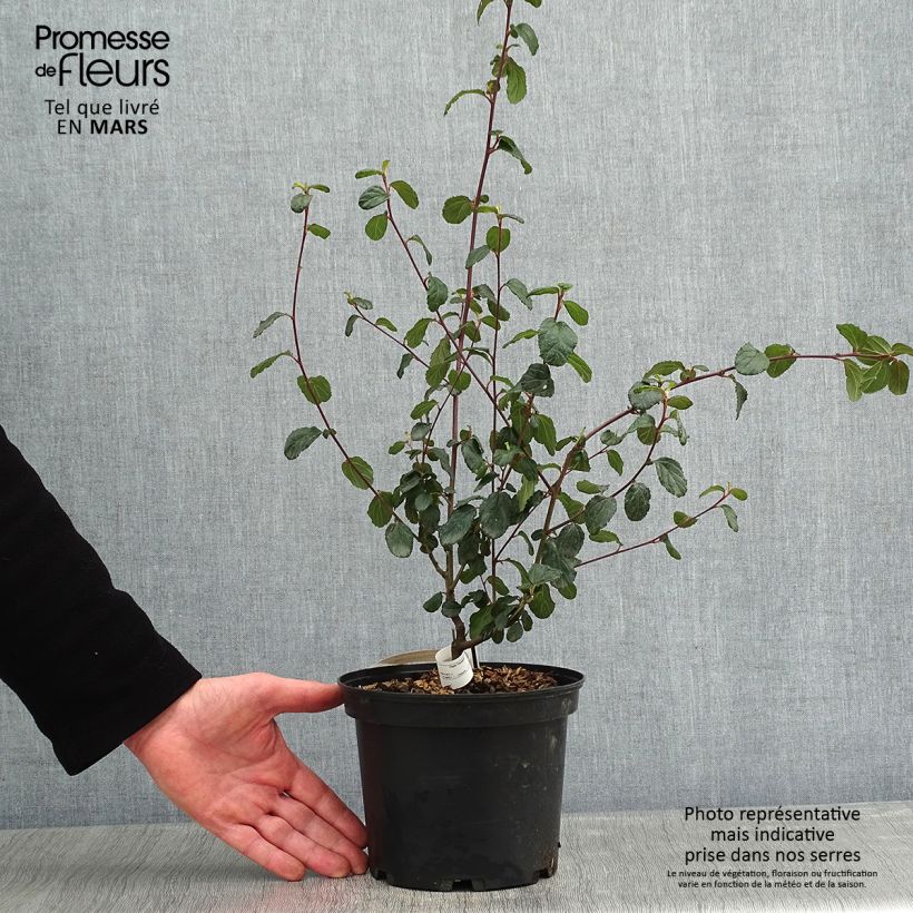 Spécimen de Céanothe Autumnal Blue Pot de 2L/3L tel que livré en hiver