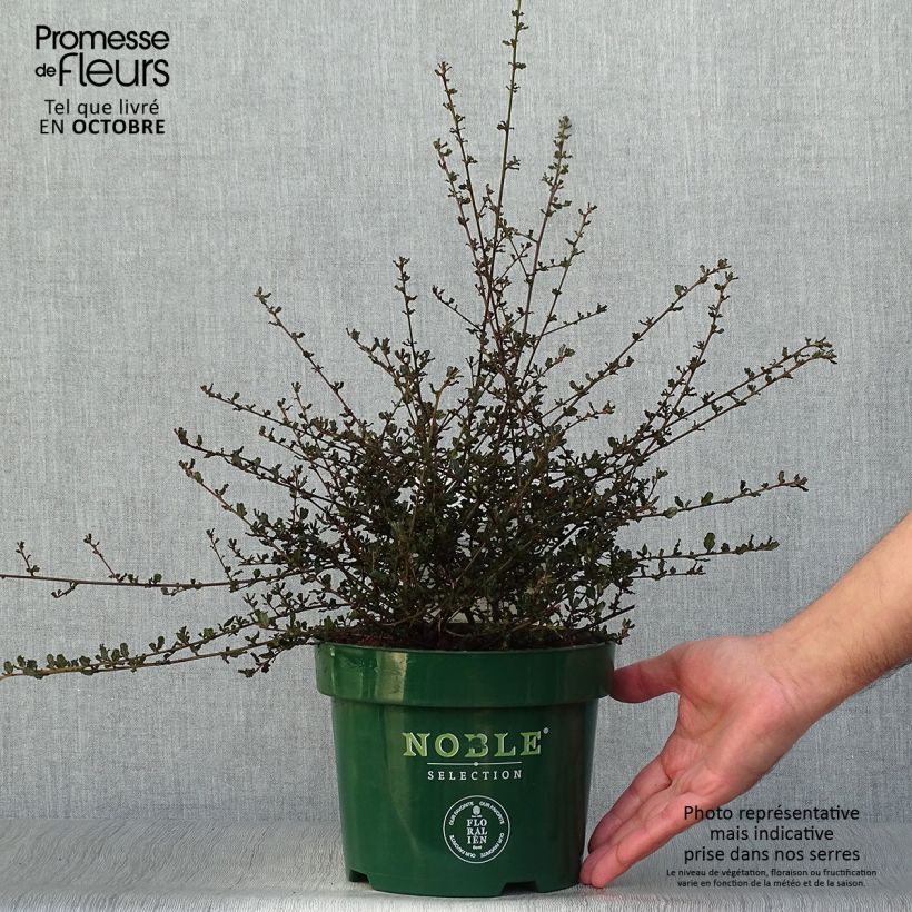Spécimen de Céanothe Blue Sapphire Pot de 2L/3L tel que livré en automne