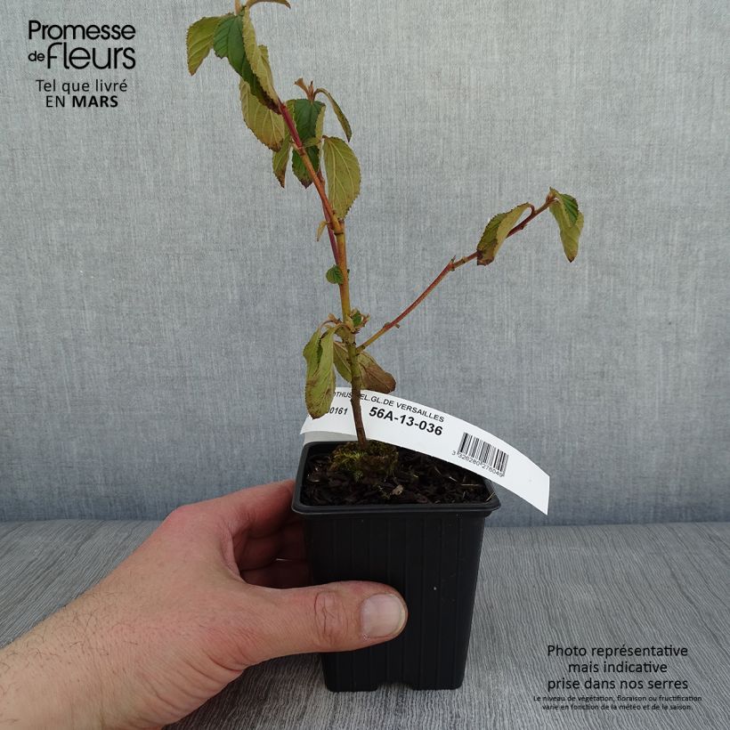 Spécimen de Ceanothe Gloire de Versailles - Ceanothus delilianus Godet de 8/9 cm tel que livré en hiver