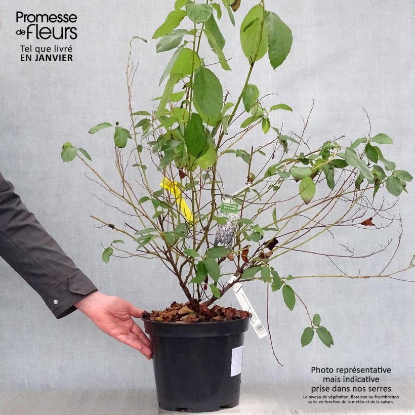 Spécimen de Ceanothe Gloire de Versailles - Ceanothus delilianus Pot de 7,5L/10L tel que livré en hiver