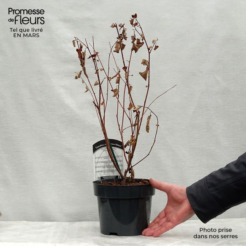 Exemplaar van Ceanothus delilianus Henri Desfossé - Amerikaanse sering Pot van 2 l/3 l zoals geleverd in de lente