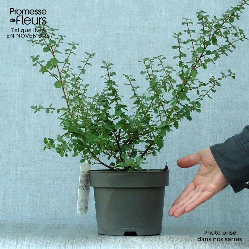 Spécimen de Ceanothus Italian Skies - Lilas de Californie Pot de 2L/3L tel que livré en automne