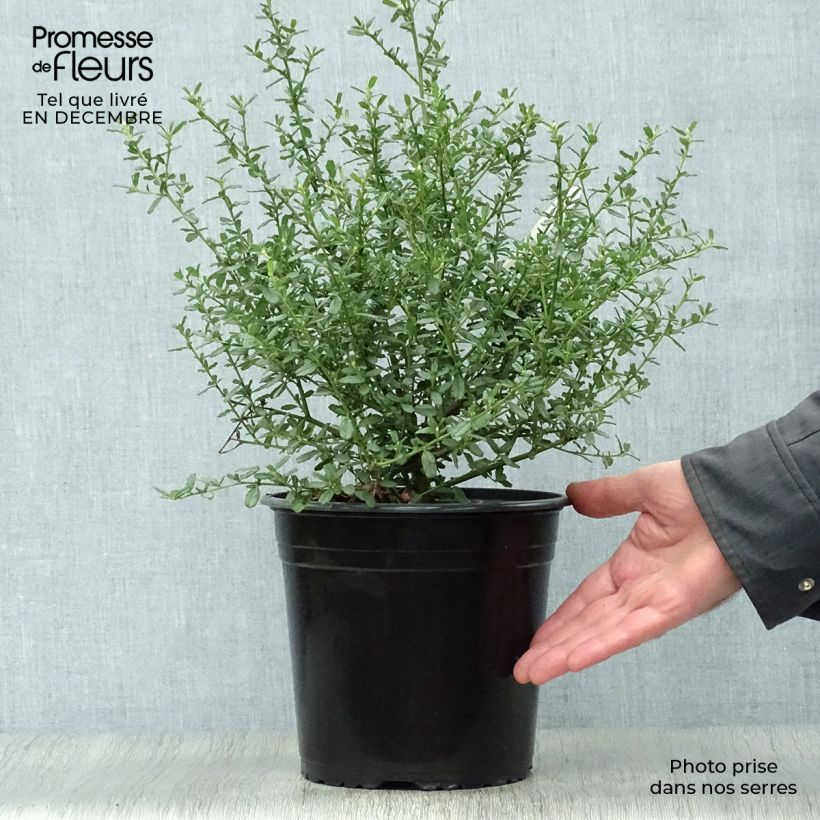 Spécimen de Ceanothus Italian Skies - Lilas de Californie Pot de 4L/5L tel que livré en hiver