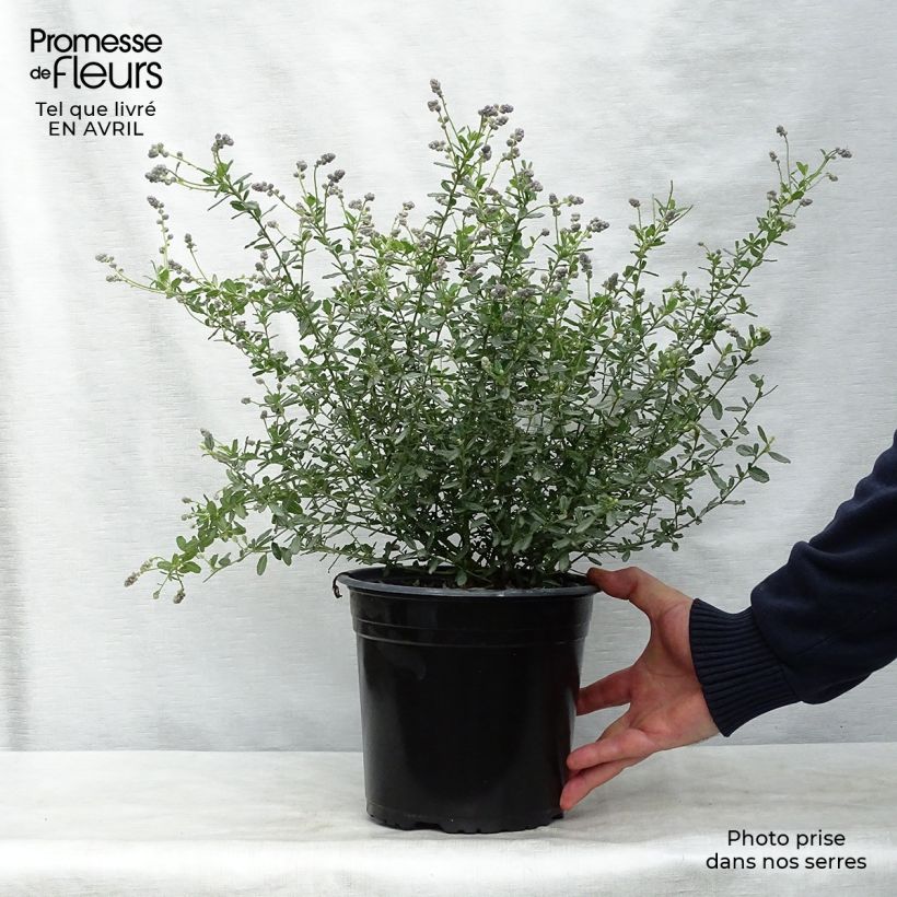 Spécimen de Ceanothus Italian Skies - Lilas de Californie Pot de 4L/5L tel que livré au printemps