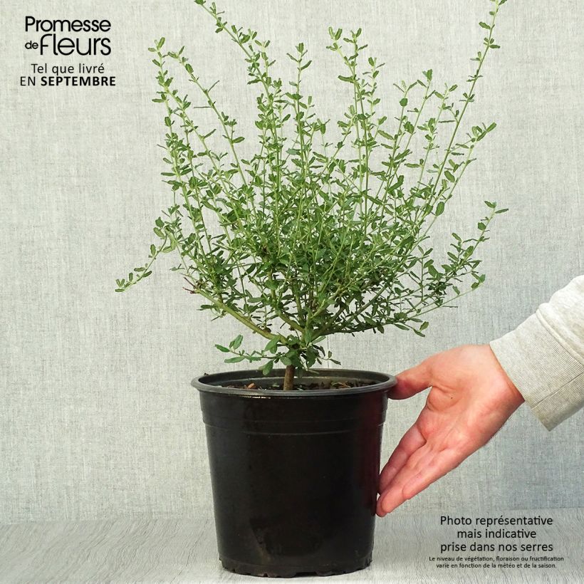 Spécimen de Ceanothus Italian Skies - Lilas de Californie Pot de 4L/5L tel que livré en automne