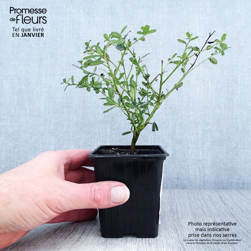 Spécimen de Ceanothus Italian Skies - Lilas de Californie Godet de 8/9 cm tel que livré en hiver