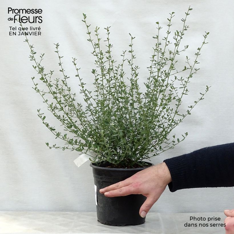 Spécimen de Ceanothus Italian Skies - Lilas de Californie Pot de 2L/3L tel que livré en hiver