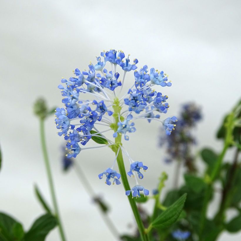 Ceanothus Skylark (Floração)