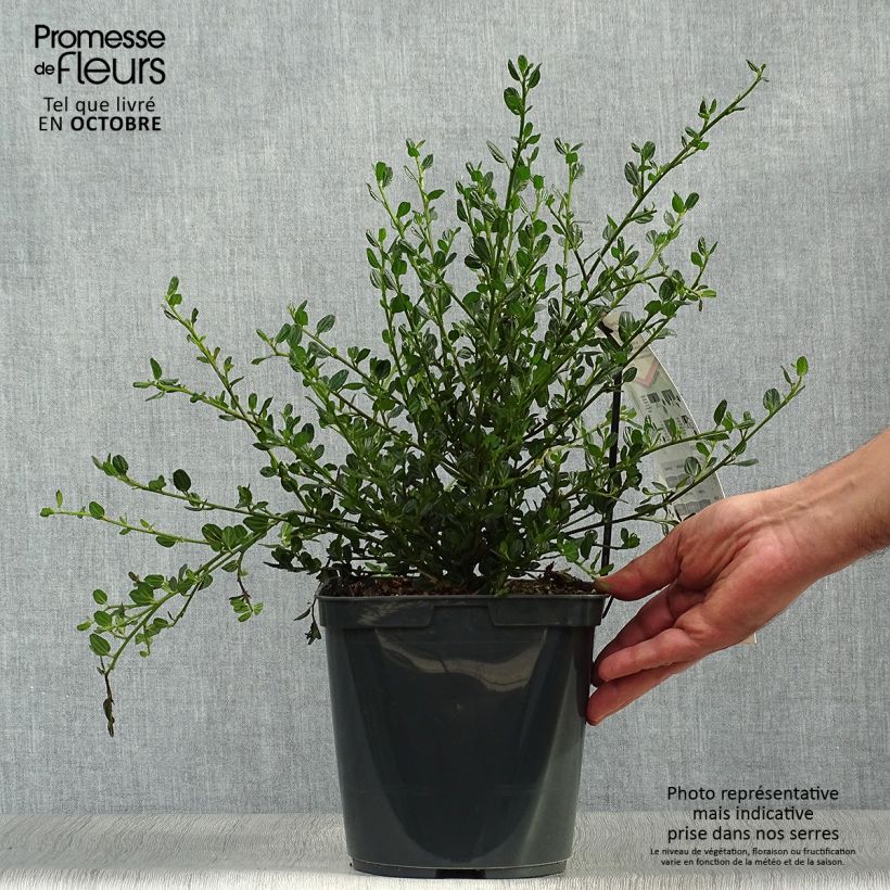 Spécimen de Céanothe Skylark - Lilas de Californie Pot de 4L/5L tel que livré en automne