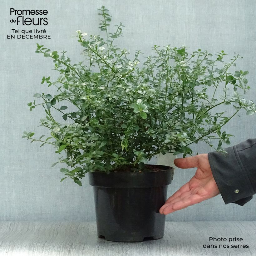 Spécimen de Ceanothus thyrsiflorus repens - Lilas de Californie Pot de 2L/3L tel que livré en hiver