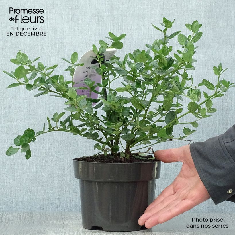 Spécimen de Céanothe griseus Yankee Point - Lilas de Californie  Pot de 2L/3L tel que livré en hiver