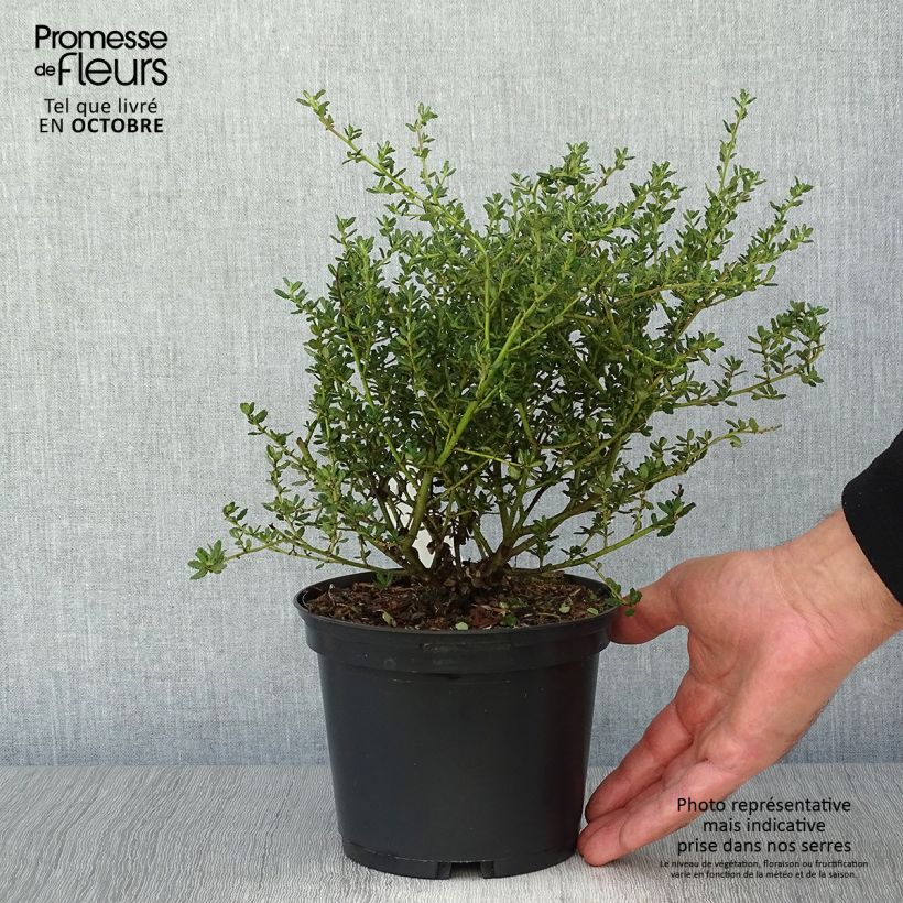 Spécimen de Céanothe impressus Puget Blue - Lilas de Californie Pot de 2L/3L tel que livré en automne