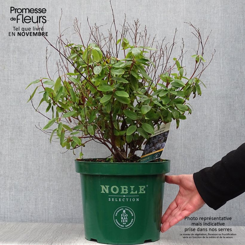Spécimen de Céanothe pallidus Marie Blue (Marie Bleue) - Céanothe caduc Pot de 7,5L/10L tel que livré en automne
