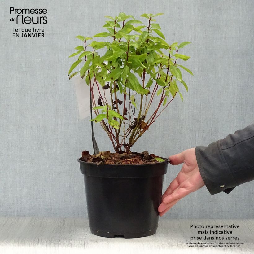 Spécimen de Céanothe pallidus Marie Rose - Lilas de Californie Pot de 3L/4L tel que livré en hiver