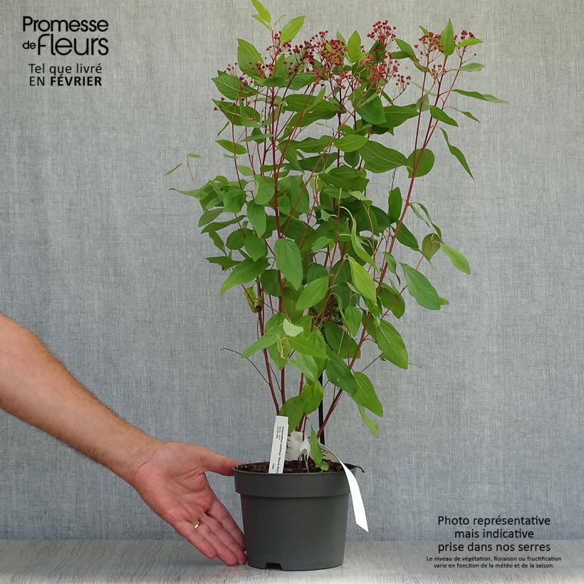 Spécimen de Céanothe pallidus Marie Simon Pot de 2L/3L tel que livré en automne
