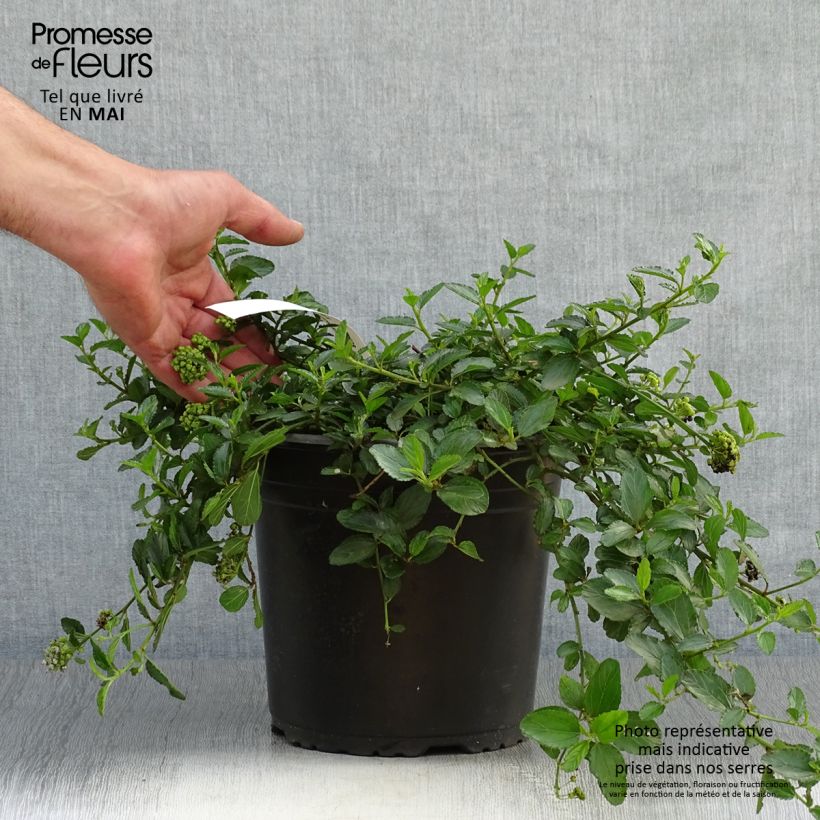 Amostra de Ceanothus prostratus Vaso de 2 L/3 L tal como entregue na primavera