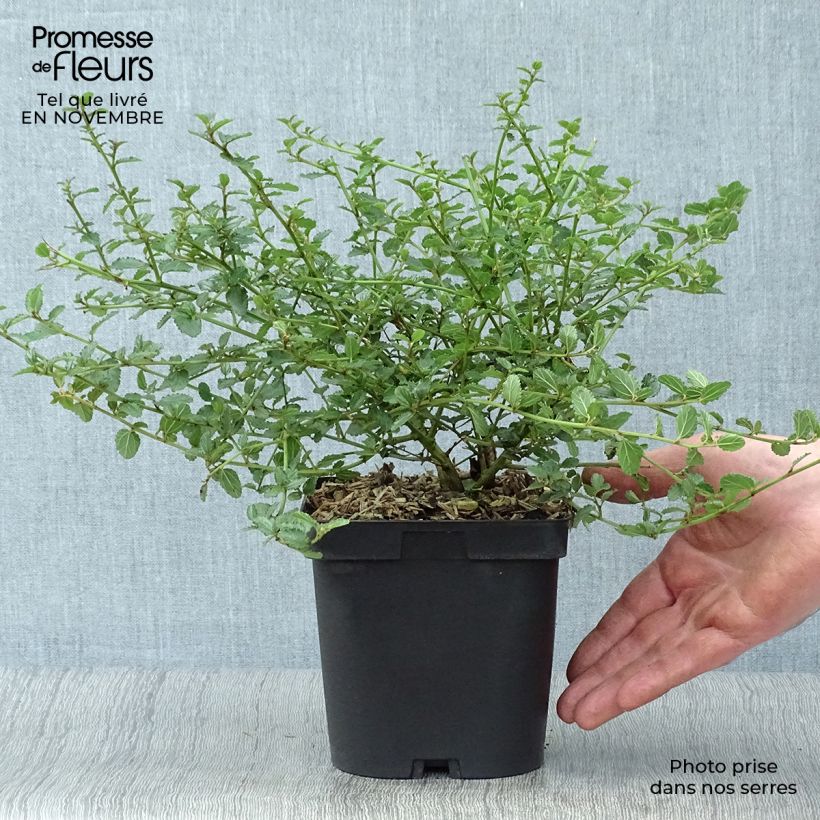 Spécimen de Céanothe prostratus - Céanothe prostré Pot de 4L/5L tel que livré en automne