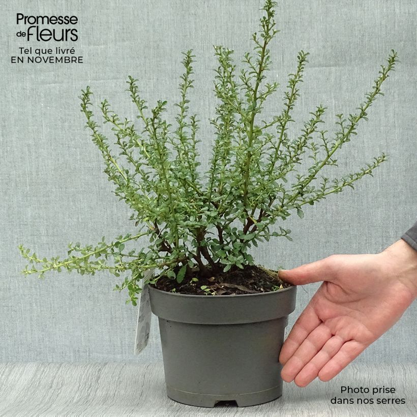 Spécimen de Céanothe (x) Blue Mound Pot de 2L/3L tel que livré en automne