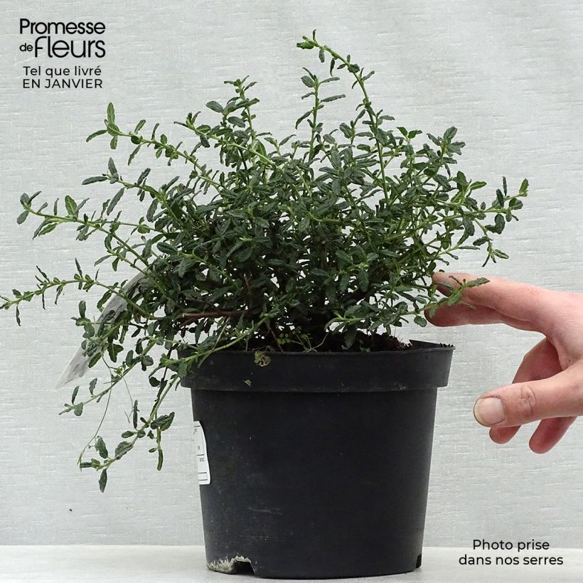 Spécimen de Ceanothus arboreus Concha - Lilas de Californie Pot de 2L/3L tel que livré en hiver