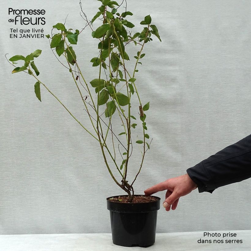 Spécimen de Ceanothe Gloire de Versailles - Ceanothus delilianus Pot de 3L/4L tel que livré en hiver