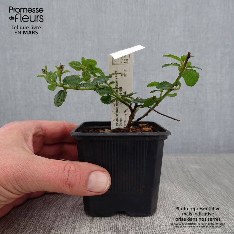 Spécimen de Ceanothus thyrsiflorus repens - Lilas de Californie Godet de 8/9 cm tel que livré en hiver