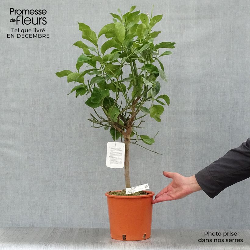 Spécimen de Cédratier - Citrus medica Pot de 3L/4L, 1/4 de tige tel que livré en hiver