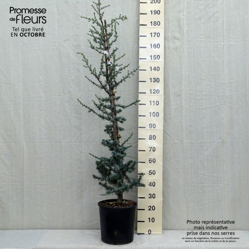 Spécimen de Cèdre bleu de l'Atlas - Cedrus libani Atlantica Glauca Pot de 7,5L/10L tel que livré en automne