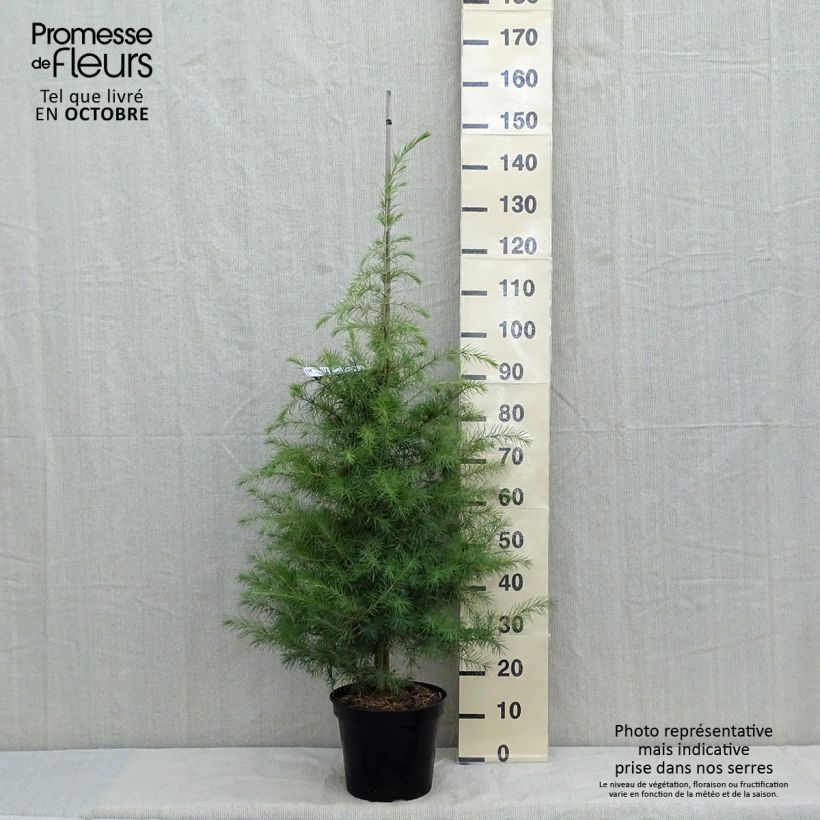 Spécimen de Cèdre de l'Himalaya - Cedrus deodara Pot de 12L/15L tel que livré en automne