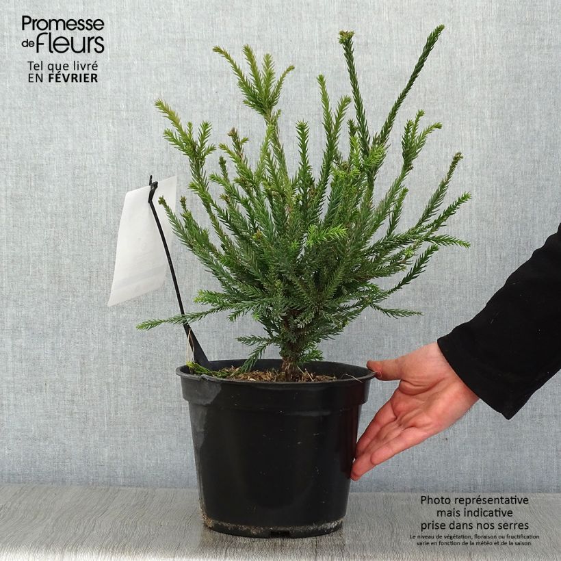 Spécimen de Cryptomeria japonica Araucarioides - Cèdre du Japon  Pot de 4L/5L tel que livré en hiver